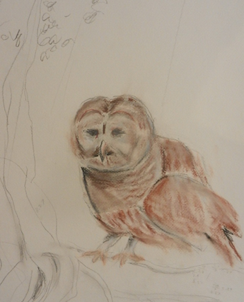 Chet's Art - Florida Barred Owl
